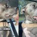 Dog Can’t Hide Excitement as She Is About To Meet Furry Cousin