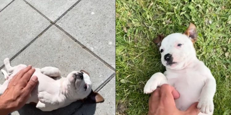 Dog Has One Favorite Lying Position Since Puppy Days