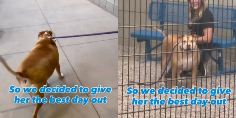 Shelter Dog up for Adoption Has Everybody Falling in Love on Day Out