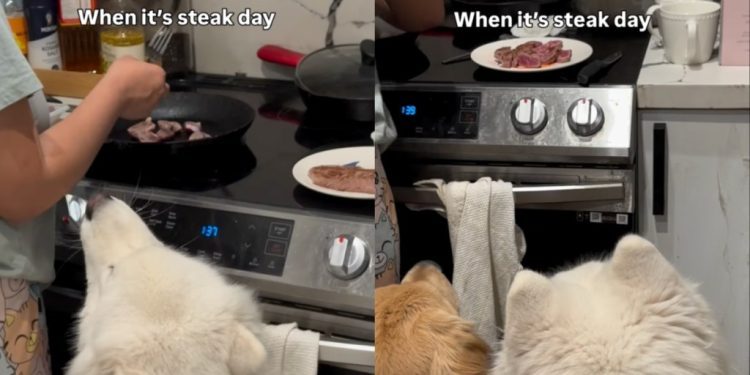 Samoyed Eagerly Waits With Furry Sibling To Enjoy Steak Day