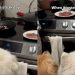 Samoyed Eagerly Waits With Furry Sibling To Enjoy Steak Day