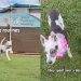 Senior Dog Mourning Loss of Best Friend at Shelter Gets Adoption Update