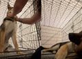 Dog Gets Older but Still Needs Mom’s Scratches Before Bed Like a Pup