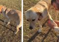 Dog Stops Mid Way & Requests Paw Check From Dad While Out on a Walk