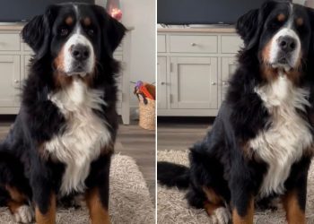 Dog Makes Little Stomps To Respond to Owner’s Questions