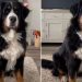 Dog Makes Little Stomps To Respond to Owner’s Questions