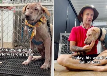 Rescue Dog Living in ‘Fear’ Finally Experiences a World Full of Love