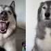 Husky Is Not Ready To Share Birthday Presents With Brothers
