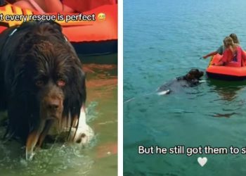 Dog Proves Not All Heroes Wear Capes, Some Have Their Own Flaws