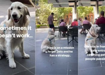 Golden Retriever Has Perfect ‘Strategy’ for Getting Pets From Strangers
