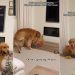 Golden Retriever Helps Pregnant Mom Clean the House, Puts Away His Toys