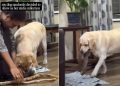 Dog Decides To Show off Her Amazing Stick Collection