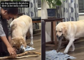 Dog Decides To Show off Her Amazing Stick Collection