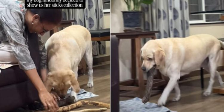 Dog Decides To Show off Her Amazing Stick Collection