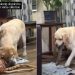 Dog Decides To Show off Her Amazing Stick Collection