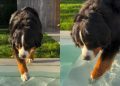 Dog Deeply Suspicious of Pool Water Slowly Gets in One Step at a Time