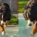 Dog Deeply Suspicious of Pool Water Slowly Gets in One Step at a Time
