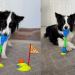 Dog Aces a Game of Mini Golf at Home