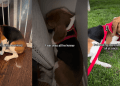 Rescue Dog Who Only Knew How To Survive in Fear Finally Learns To Live