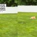 Dog Has Best Day Ever Exploring a Huge New Backyard
