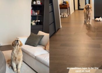 This Golden Retriever Never Seems To Miss a Catch
