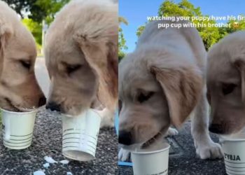 Puppy & Furry Brother Try Pup Cups for First Time & Love It