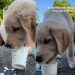 Puppy & Furry Brother Try Pup Cups for First Time & Love It