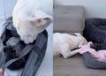 Dog Meets Little Puppy & Two Very Different Journeys Finally Become One