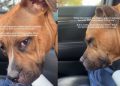 Shelter Dog Isn’t Adopted Yet for Being ‘Too Active’ Only Wants Company