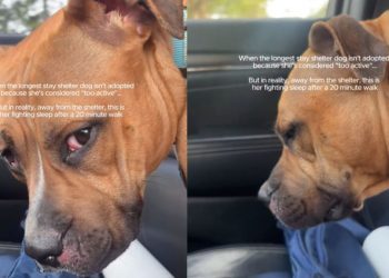 Shelter Dog Isn’t Adopted Yet for Being ‘Too Active’ Only Wants Company