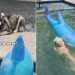Owner Captures Four Dogs’ Reaction To Fake Shark in Pool