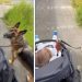 Big Dog Slows Down for Little Baby, Even Guards Her Like She’s Walking Him