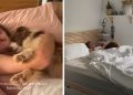 Dog Still Cuddles With Dad in Bed the Same Way She Used to as a Little Pup