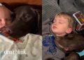 Dog Still Cuddles Little Boy Same Way They Used to When He Was Just a Baby