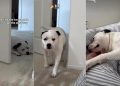 Rescue Dog Finds the Courage To Overcome a Major Challenge
