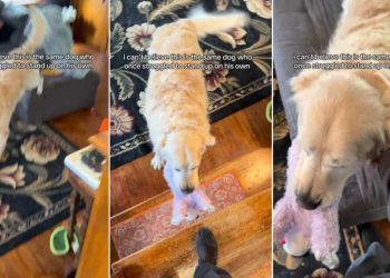 Senior Rescue Golden Retriever Could Barely Stand Once, but Look at Him Today