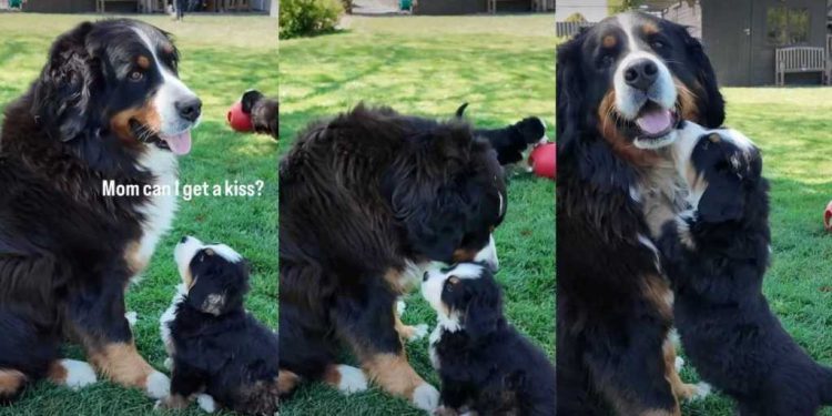 Bernese Mountain Dog Puppy Asking Mom for a Kiss Is Priceless