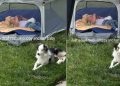Deaf Rescue Puppy Is So Protective of ‘Her Baby’ That She Never Leaves His Side