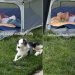 Deaf Rescue Puppy Is So Protective of ‘Her Baby’ That She Never Leaves His Side