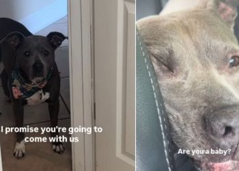 Rescue Dog Terrified of Being Left Behind Follows Mom in Panic Until She’s in the Car