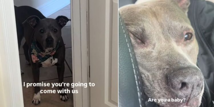 Rescue Dog Terrified of Being Left Behind Follows Mom in Panic Until She’s in the Car