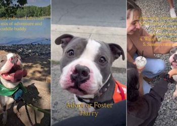 Abandoned Shelter Dog Is Ready To Be Someone’s Adventure & Cuddle Buddy for Life