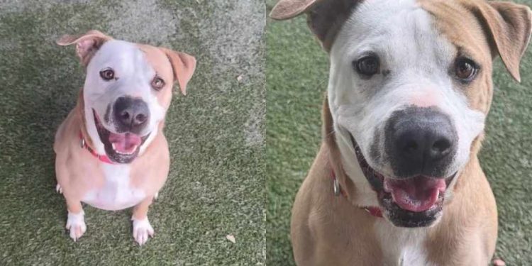 Shelter Dog Spends His Days in Tiny Kennel but Jumps in Joy When Someone Walks By