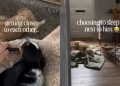 ‘Reactive’ Rescue Dog Takes Time To Trust Little Puppy but Won’t Leave Him Alone at Night