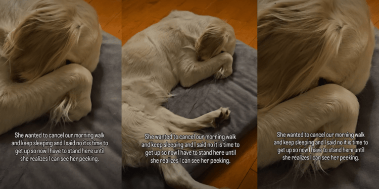Golden Retriever Uses ‘Psychological Warfare’ To Avoid Morning Walk