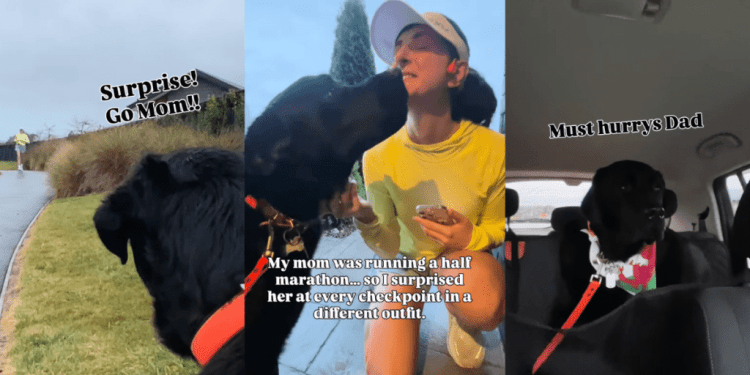 Labrador Gets His Own Time To Shine at Mom’s Marathon