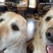 This Senior Golden Retriever Rescue Refuses to Stop Loving His Human