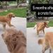 Rescue Golden Retrievers Spent Years in a Crate, but They Finally Know Freedom