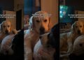 Golden Retriever Acts Weird When His Girlfriend Comes Over