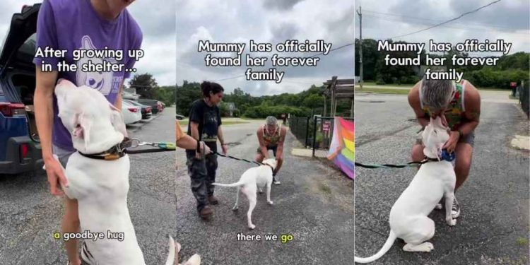 Deaf Shelter Dog Almost Gave up on Finding a Family Until It All Changed